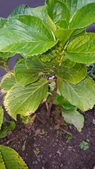 Hydrangea macrophylla