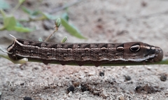 Hippotion boerhaviae