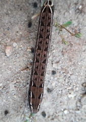 Hippotion boerhaviae