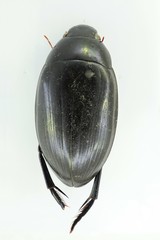 Hydrophilus aterrimus