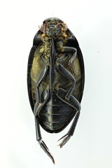 Hydrophilus aterrimus