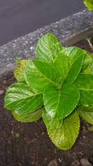 Hydrangea macrophylla