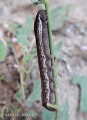 Hippotion boerhaviae