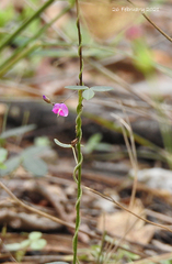 Glycine cyrtoloba