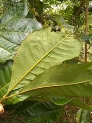 Cupania americana