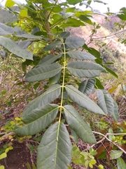 Comocladia