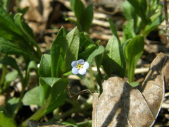 Memoremea scorpioides