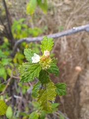 Varronia bullata