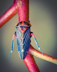 Eurymeloides lineata