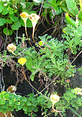 Cotula discolor