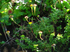 Cotula discolor