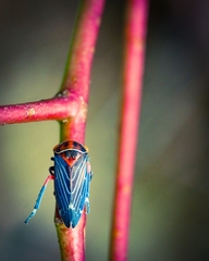 Eurymeloides lineata