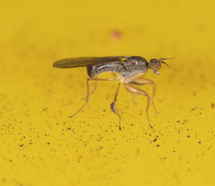 Ptilophyllodromia biroi