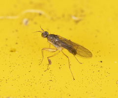 Ptilophyllodromia biroi