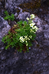 Saxifraga bronchialis funstonii