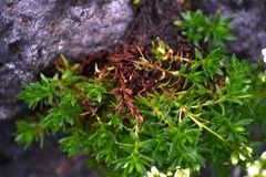 Saxifraga bronchialis funstonii