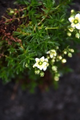 Saxifraga bronchialis funstonii