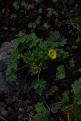 Potentilla fragiformis