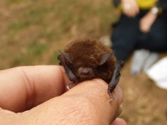 Myotis oxyotus