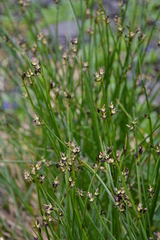 Juncus beringensis
