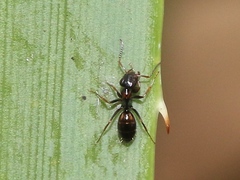 Opisthopsis