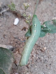 Hippotion boerhaviae