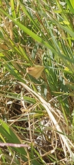 Rhodometra sacraria