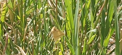 Rhodometra sacraria