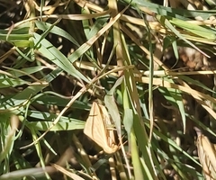 Rhodometra sacraria