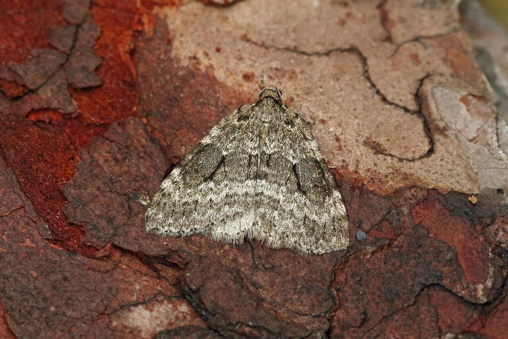 Small Autumnal Moth