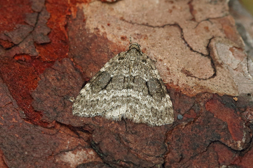 Small Autumnal Moth