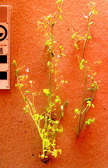 Cysticapnos cracca