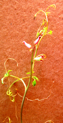 Cysticapnos cracca