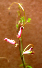 Cysticapnos cracca