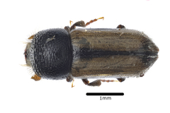 Trypodendron domesticum