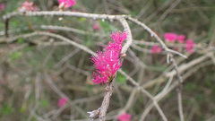 Melaleuca wilsonii
