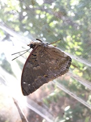 Charaxes cithaeron
