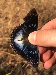 Charaxes cithaeron