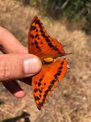 Charaxes macclounii macclounii
