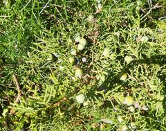 Juniperus phoenicea
