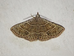 Corgatha dictaria