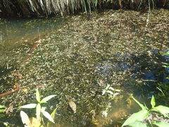 Potamogeton ochreatus
