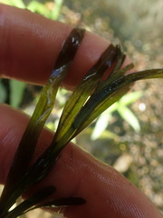 Potamogeton ochreatus