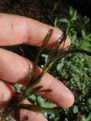 Potamogeton ochreatus