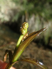 Potamogeton ochreatus