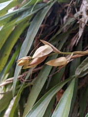 Coelogyne cristata
