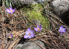 Crocus corsicus