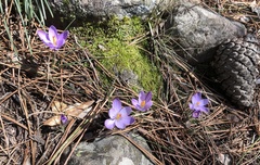 Crocus corsicus