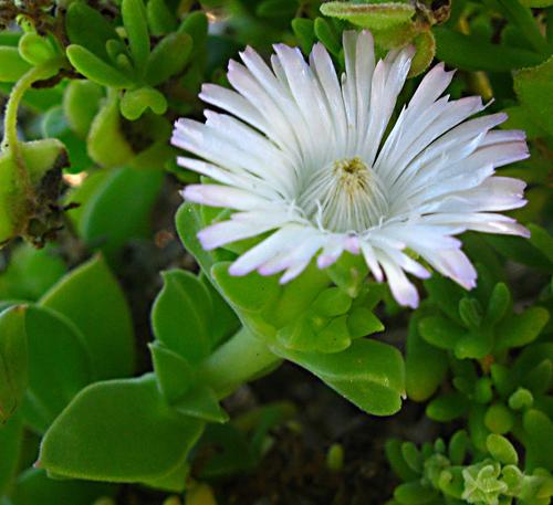 Delosperma saxicola, photograph 1
