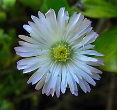 Delosperma saxicola